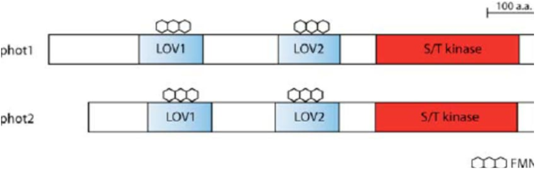 Phototropism receptors