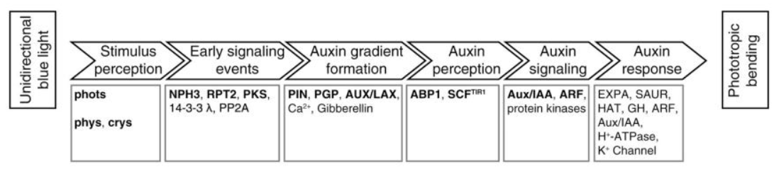 Phototropism schematic