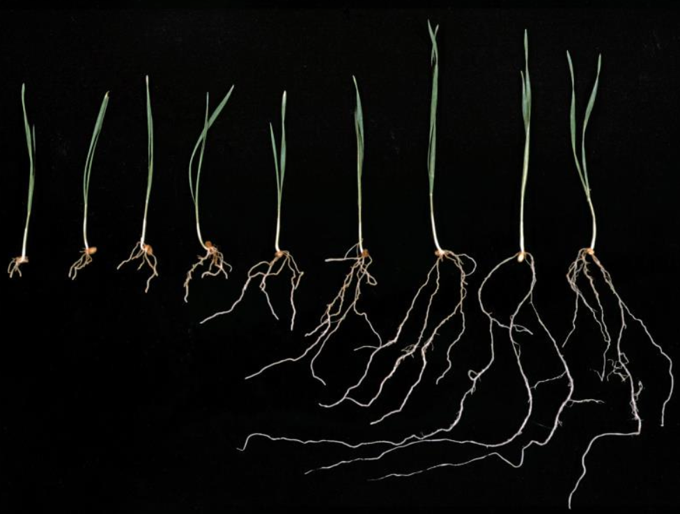 Hydrotropism observed in wheat plants